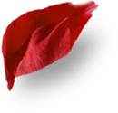 Pétale de rose