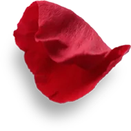Pétale de rose